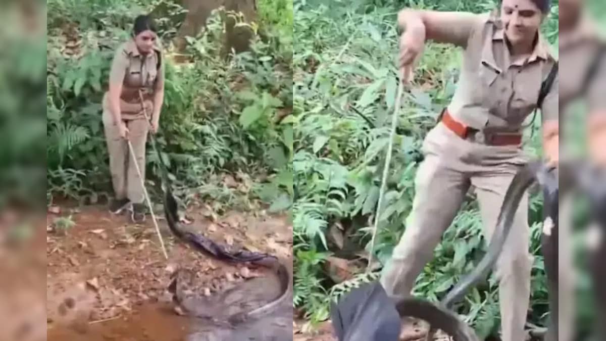Snake King Cobra Rescue Viral Video: কোনও ব্যপারই না, ১৬ ফুটের প্রকাণ্ড কেউটেকে খেলিয়ে বাগে আনলেন সুন্দরী মহিলা! দেখুন সেই ভিডিও…Snake King Cobra Rescue Viral Video: Kerala woman forest officer rescues 16 foot snake king cobra watch the viral video