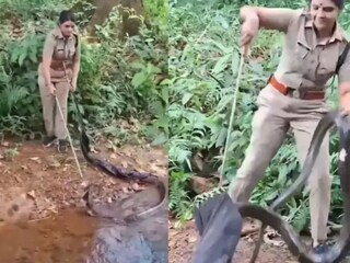 কোনও ব্যপারই না, ১৬ ফুটের প্রকাণ্ড কেউটেকে খেলিয়ে বাগে আনলেন সুন্দরী মহিলা! দেখুন সেই ভিডিও...image - Screenshot from video given by @Susantananda3