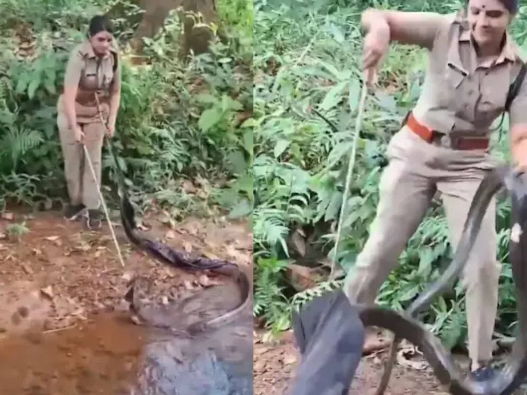 Snake King Cobra Rescue Viral Video: কোনও ব্যপারই না, ১৬ ফুটের প্রকাণ্ড কেউটেকে খেলিয়ে বাগে আনলেন সুন্দরী মহিলা! দেখুন সেই ভিডিও...