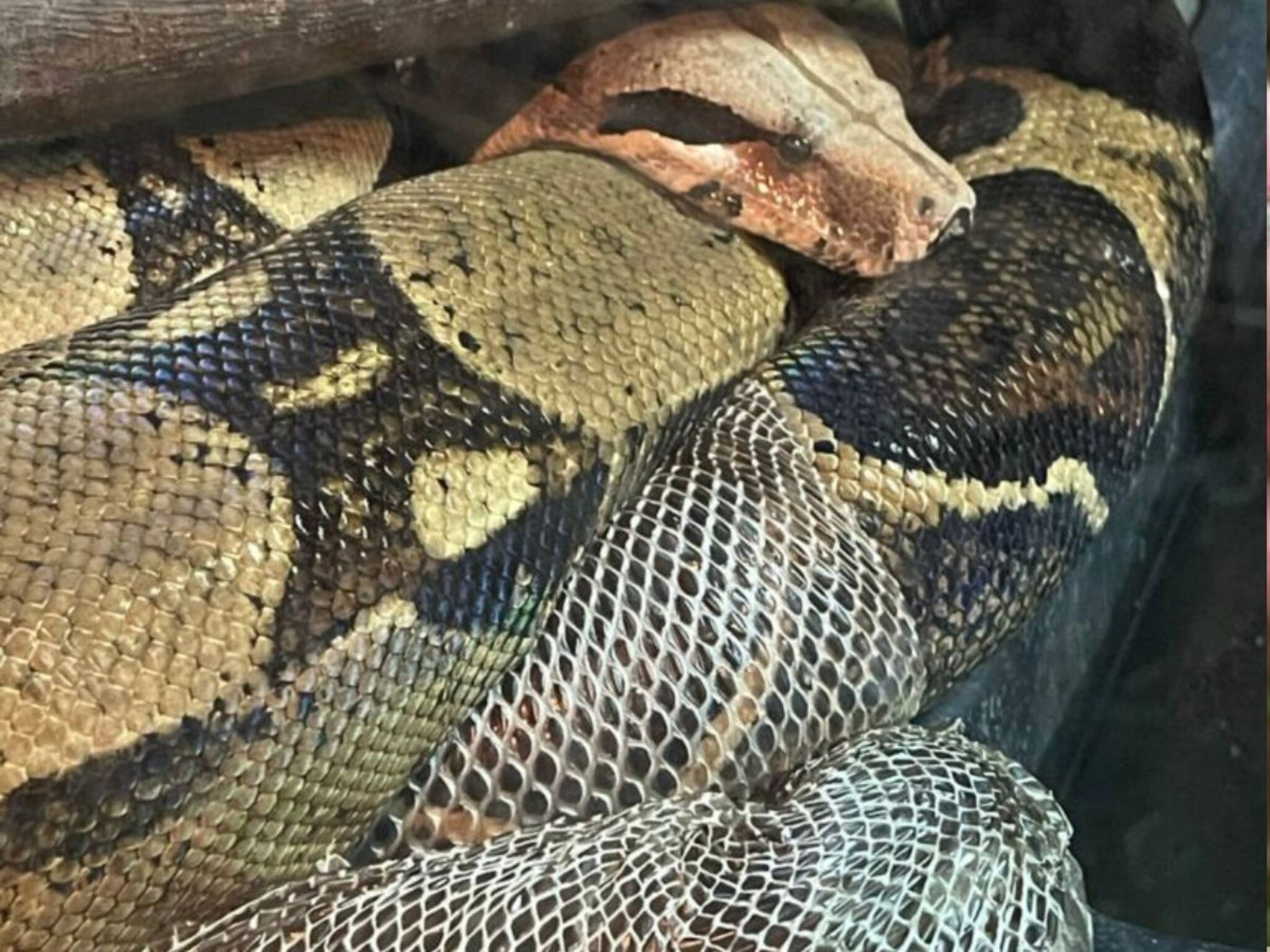 Snake Skin Shedding: সাপ কেন তার পুরনো চামড়া ত্যাগ করে জানেন? জানুন এই প্রাকৃতিক রহস্য ও তার উপকারিতা...