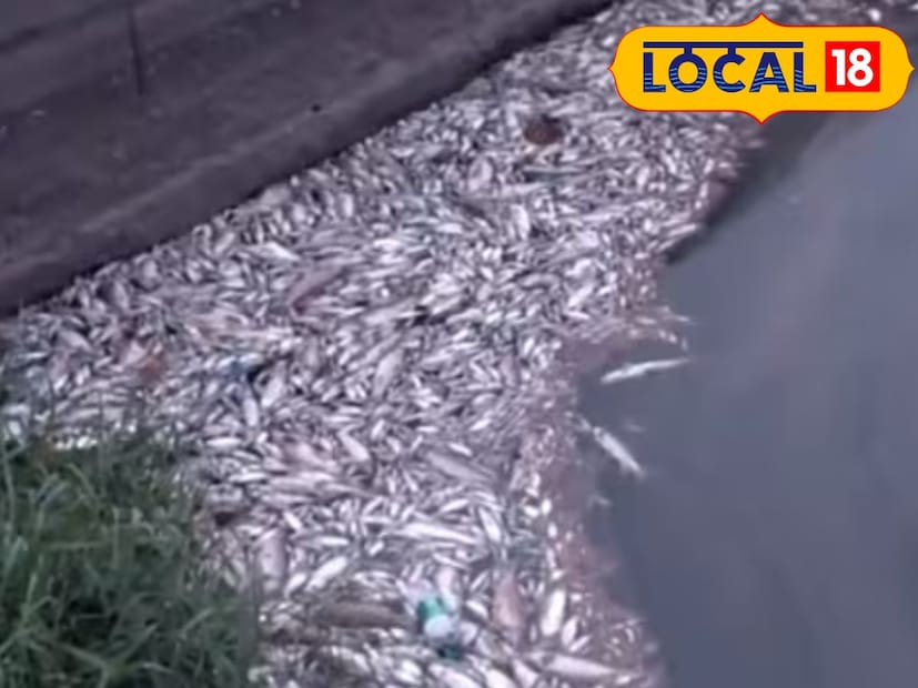 বিহারের সাসারামে অবস্থিত ঐতিহাসিক শের শাহ সুরি সমাধি তার অনন্য নির্মাণশৈলী ও স্থাপত্যের জন্য বিখ্যাত। তবে এবার এই স্মৃতিসৌধ সংবাদ শিরোনামে এসেছে সম্পদ নয়, বরং এক বিভীষিকাময় ঘটনায়— সমাধির চত্বরে অবস্থিত পুকুরে হঠাৎই হাজার হাজার মাছ মরে ভেসে উঠেছে।