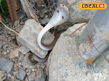 বর্ষায় বারবার ঘরে ঢুকছে সাপ! এই সস্তার জিনিসেই রয়েছে মুক্তি, ধারেকাছে আর ঘেঁষবে না সাপ