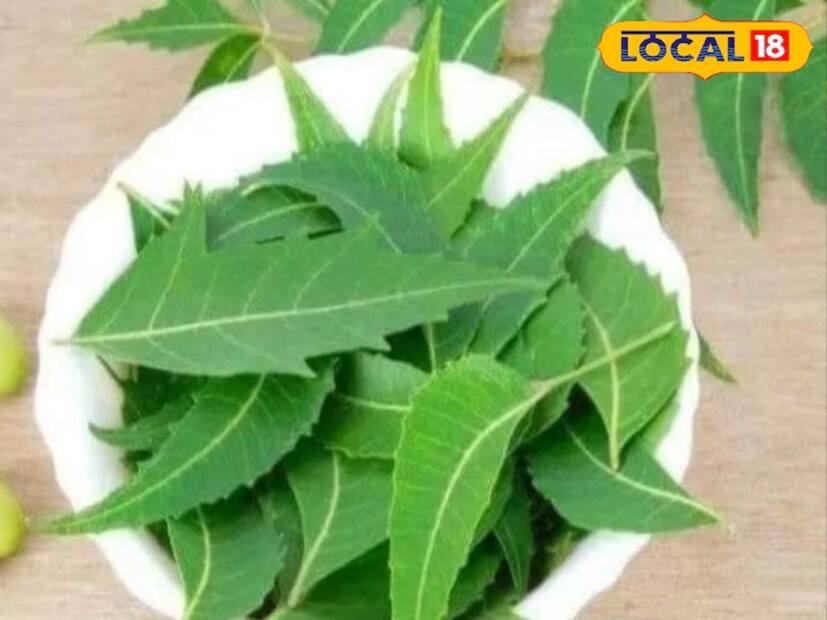 সাপ তাড়াতে নিম পাতার তেতো স্বাদ ও গন্ধ খুব কার্যকর। বাড়ির চারপাশে বা সম্ভাব্য প্রবেশপথে নিমপাতা ছড়িয়ে দেওয়া হত। এখন আপনি নিমপাতা ফুটিয়ে তার জল ছিটিয়ে দিতে পারেন বা নিম অয়েল ব্যবহার করতে পারেন। এছাড়া ফিটকিরির জল স্প্রে করুন বা টুকরো ফিটকিরি রাখুন যেসব জায়গা দিয়ে সাপ ঢুকতে পারে।