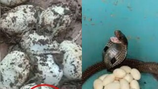 ঘর না 'সাপের স্বর্গ!' মেঝে খুঁড়তেই মিলল ২৫টি কোবরার বাচ্চা-সহ পূর্ণ বয়স্ক সাপ, সঙ্গে অসংখ্য ডিম...দেখলেই ভয় লাগবে...