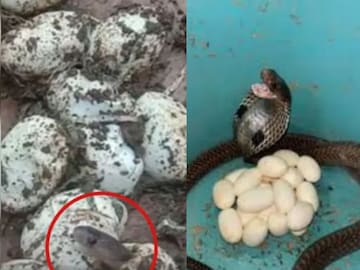 ঘর না 'সাপের স্বর্গ!' মেঝে খুঁড়তেই মিলল ২৫টি কোবরার বাচ্চা-সহ পূর্ণ বয়স্ক সাপ, সঙ্গে অসংখ্য ডিম...দেখলেই ভয় লাগবে...