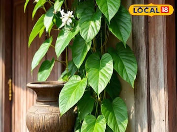 টবেই হবে পানগাছ, বাড়ির বাইরে রাখা উচিত নাকি ভিতরে? কোথায় রাখলে সবুজ পাতায় ভরে উঠবে? টবেই হবে পানগাছ, বাড়ির বাইরে রাখা উচিত নাকি ভিতরে? কোথায় রাখলে সবুজ পাতায় ভরে উঠবে?