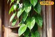 টবেই হবে পানগাছ, বাড়ির বাইরে রাখা উচিত নাকি ভিতরে? কোথায় রাখলে সবুজ পাতায় ভরে উঠবে?
