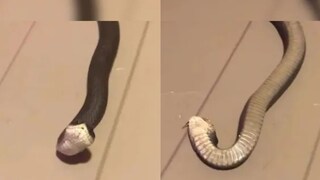 সাপের এমন অভিনয় আগে দেখেছেন? হালকা স্পর্শ পেতেই মৃত্যুর অভিনয়, লুটিয়ে পড়ল মাটিতে! দেখুন ভিডিও... সাপের এমন অভিনয় আগে দেখেছেন? হালকা স্পর্শ পেতেই মৃত্যুর অভিনয়, লুটিয়ে পড়ল মাটিতে! দেখুন ভিডিও...