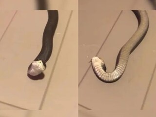 সাপের এমন অভিনয় আগে দেখেছেন? হালকা স্পর্শ পেতেই মৃত্যুর অভিনয়, লুটিয়ে পড়ল মাটিতে! দেখুন ভিডিও...
