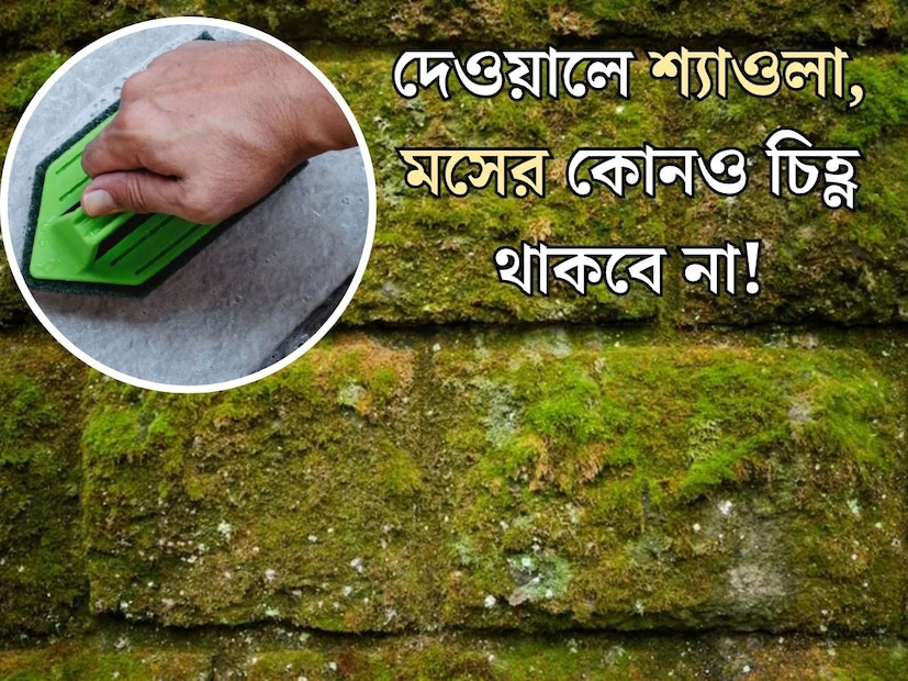বৃষ্টি যতই মনোরম হোক না কেন, বর্ষার মরশুমে বাড়িতে দেখা যায় একাধিক সমস&#x200d;্যা। বিশেষত বর্ষায় সারাদিন জল পড়ে শ&#x200d;্যাওলা হয়ে যায় বাড়ির দেওয়ালে। দেওয়াল, ছাদ, বারান্দা-সহ বাড়ির যেসমস্ত অংশে বৃষ্টির জল পড়ে বা জলের ছিটে পড়ে, সেখানেই জন্মায় শ&#x200d;্যাওলা, মস। 