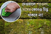 বর্ষায় ছাদ, দেওয়াল, বারান্দায় জমে যাচ্ছে শ‍্যাওলা, মস? ২ উপায়ে গায়েব সবুজ আস্তরণ