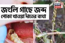 এই জংলি গাছ পোকা খাওয়া দাঁতব্যথার ওষুধ! জব্দ মাড়ি থেকে ঝরা রক্ত! উবে যাবে মুখের গন্ধ, ঘা