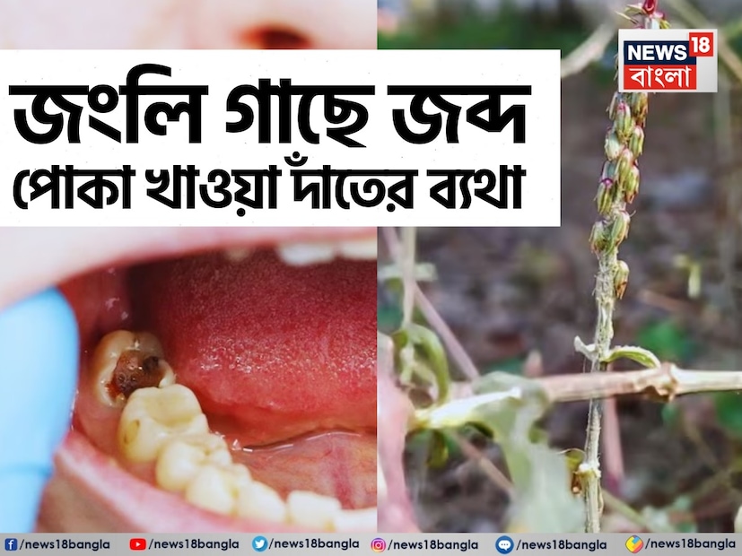 শহরের লোকজন খুব একটা পরিচিত নয় এই গাছের সঙ্গে৷ গ্রামবাংলায় কিন্তু এদিকে ওদিকে ভালই দেখতে পাওয়া যায় আশশ্যাওড়া গাছ৷ গাছ না বলে একে ঝোপঝাড় বলাই ভাল৷ নিতান্ত অবহেলার এই গাছ কিন্তু উপকারিতার আধার৷ 