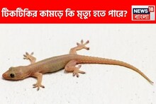 টিকটিকি কামড়ালে কী হয়? সারা শরীরে ছড়িয়ে পড়ে বিষ? মৃত্যু হতে পারে? জানুন দরকারি টিপস