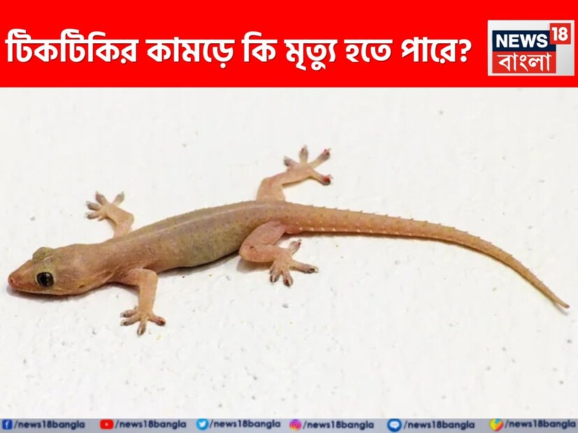বাড়িতে টিকটিকি সমস্যা খুবই সাধারণ এবং অনেক সময় টিকটিকি মানুষের উপর এসে পড়েও। বেশিরভাগ মানুষ মনে করে যে ঘরে থাকা টিকটিকি যদি মানুষকে কামড়ায় তবে মৃত্যু হতে পারে। ছোটবেলা থেকেই বলা হয়ে থাকে যে টিকটিকি বিষাক্ত। এখন প্রশ্ন হল, টিকটিকি সত্যিই কামড়ালে কি শরীরে বিষ ছড়িয়ে পড়তে পারে? আসুন এর বাস্তবতা জানার চেষ্টা করি।