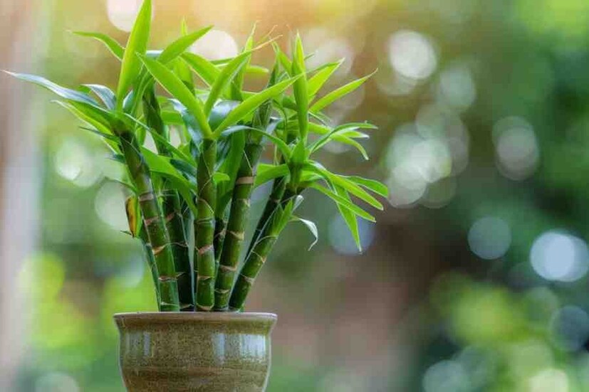 লাকি বাম্বু (বাঁশ গাছ): লাকি বাঁশ বাস্তু ও ফেংশুই উভয় ক্ষেত্রেই সৌভাগ্য, দীর্ঘায়ু ও উন্নতির প্রতীক। এটি বাড়ি বা অফিসে রাখলে শান্তি থাকে এবং ব্যবসায় অগ্রগতি হয়। বাস্তু মতে, পূর্ব বা দক্ষিণ-পূর্ব দিকে রাখা সবচেয়ে শুভ। কম যত্নে এটি দীর্ঘদিন সবুজ থাকে।