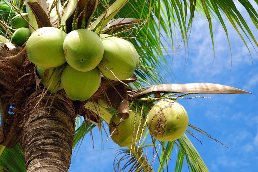 উল্টো রথয়াত্রায় নারকেল গাছ রোপণ করুন বাড়ির বাগানে। দক্ষিণ বা পশ্চিম কোণে রোপণ করুন। এমনভাবে রোপণ করুন যাতে এই গাছের ছায়া বাড়িতে না পড়ে।