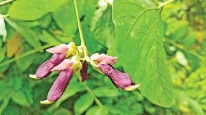 এই বীজ শরীরের শক্তি এবং স্ট্যামিনা বাড়ায়। যারা দ্রুত ক্লান্ত বোধ করেন তাদের জন্য এটি খুবই উপকারী হতে পারে। এর ব্যবহার শরীরে নতুন শক্তি যোগায়। আপনি সারাদিন সতেজ বোধ করতে পারেন। যারা নিয়মিত খেলাধুলা করেন এবং ব্যায়াম করেন তারা কাউঞ্চ বীজ খেলে তাদের শারীরিক শক্তি, শক্তি এবং কর্মক্ষমতা বৃদ্ধি পেতে পারে।