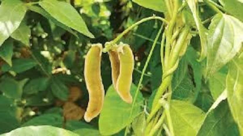 আলকুশি বীজ মানসিক স্বাস্থ্যও বজায় রাখে। চাপ, উদ্বেগ এবং মানসিক ক্লান্তি কমায়। স্নায়ুতন্ত্রকে শান্ত করে। মস্তিষ্ককে আরও ভালভাবে কাজ করতে সাহায্য করে। কিছু গবেষণায় দেখা গেছে যে কৌঞ্চ বীজ পার্কিনসন্স রোগেও সহায়ক হতে পারে, কারণ এতে ডোপামিন নামক একটি রাসায়নিকের মাত্রা বৃদ্ধি করার ক্ষমতা রয়েছে। 