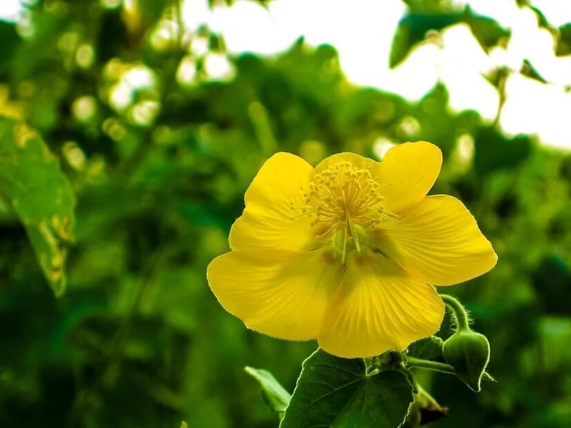 আতিবালা একটি ঔষধি উদ্ভিদ যা সাধারণত রাস্তার ধারে দেখা যায়। হলুদ ফুল এবং লোমশ স্পর্শ দ্বারা এই উদ্ভিদকে চিহ্নিত করা যায়। ভারতীয় ঐতিহ্যবাহী চিকিৎসায় এই উদ্ভিদের একটি গুরুত্বপূর্ণ স্থান রয়েছে। আতিবালা আয়ুর্বেদে তার বিভিন্ন ঔষধি গুণাবলীর জন্য পরিচিত। ভারতের বিভিন্ন অঞ্চলে প্রাকৃতিকভাবে এই উদ্ভিদটি পাওয়া যায়। আতিবালার মতো ঔষধি উদ্ভিদ আমাদের প্রাচীন চিকিৎসা ঐতিহ্যের একটি গুরুত্বপূর্ণ অংশ। ভারতে এমন অনেক গাছ, গাছপালা এবং ভেষজ পাওয়া যায়, যা বিভিন্ন রোগের চিকিৎসায় ব্যবহৃত হয়।