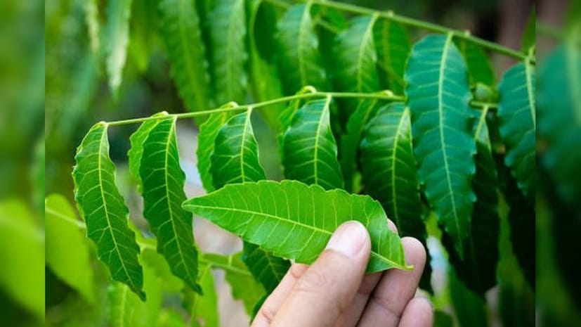 নিমপাতার টোটকা: নিমপাতার গুণ সম্পর্কে যতই বলা যায় ততই কম। রূপচর্চা থেকে শরীরচর্চা তো বটেই প্রাকৃতিকভাবে পোকামাকড় তাড়ানোর জন্যও নিমপাতা দারুণ উপকারী। আর চালের পাত্রের মধ্যে যদি কিছু নিমপাতা দিয়ে রাখা যায় তাহলেই পোকা পালাবে। তবে এখত্রেও কিছুদিন পর পুরোনো পাতা বের করে নতুন পাতা রেখে দিতে হবে।