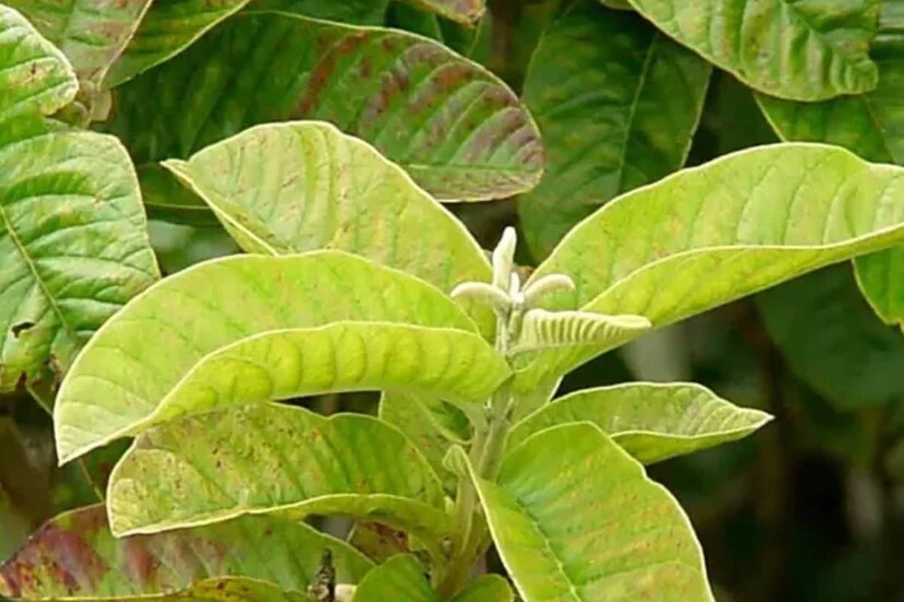 এখানেই পেয়ারা পাতার চায়ের মতো ঐতিহ্যবাহী প্রতিকারের প্রয়োজন। ঐতিহ্যবাহী চিকিৎসায় দীর্ঘদিন ধরে ব্যবহৃত পেয়ারা পাতার রক্তে শর্করার মাত্রা নিয়ন্ত্রণে সহায়তা করার বৈশিষ্ট্য রয়েছে। আসুন জেনে নেওয়া যাক এর উপকারিতা এবং ডায়াবেটিসের যত্নের রুটিনে এটি কীভাবে অন্তর্ভুক্ত করা যায়। বলছেন আয়ুর্বেদিক বিশেষজ্ঞ দীক্ষা ভাভসর৷