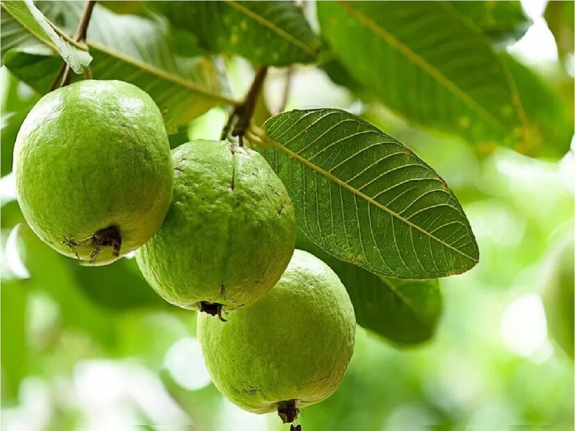 Disclaimer: এই প্রতিবেদনটি কেবলমাত্র সাধারণ তথ্যের জন্য, তাই বিস্তারিত জানতে হলে সর্বদা বিশেষজ্ঞের পরামর্শ নিন। (সব ছবি-নেটমাধ্যম)