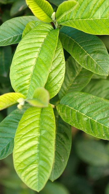 যদিও ফলটি সাধারণত কাঁচা এবং তাজা খাওয়া হয়, পাতাগুলি চা তৈরি করে আপনার দৈনন্দিন সুস্থতার রুটিনের অংশ হিসাবে অন্তর্ভুক্ত করা যেতে পারে। ৬-৭টি তাজা পেয়ারা পাতা ভাল করে পরিষ্কার করুন। একটি সসপ্যানে ১.৫ কাপ জলে এগুলো যোগ করুন। জল প্রায় ১০ মিনিট ফুটিয়ে নিন।চা ছেঁকে গরম করে চুমুক দিন।