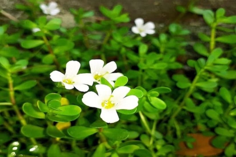 সামগ্রিকভাবে, ব্রাহ্মী চুলের জন্য একটি প্রাকৃতিক অলৌকিক ঘটনা। আপনি যদি এটি নিয়মিত ব্যবহার করেন, তাহলে কয়েক সপ্তাহের মধ্যে আপনার চুলের শক্তি, উজ্জ্বলতা এবং দৈর্ঘ্যের পার্থক্য লক্ষ্য করবেন। বাজারে পাওয়া রাসায়নিক পণ্যের পরিবর্তে আপনি যদি এই আয়ুর্বেদিক প্রতিকারটি গ্রহণ করেন, তাহলে কেবল আপনার চুলই সুস্থ থাকবে না, বরং আপনার আত্মবিশ্বাসও অসাধারণভাবে বৃদ্ধি পাবে। (Disclaimer: এই প্রতিবেদনটি কেবলমাত্র সাধারণ তথ্যের জন্য, তাই বিস্তারিত জানতে হলে সর্বদা বিশেষজ্ঞের পরামর্শ নিন।)(সব ছবি-নেটমাধ্যম)