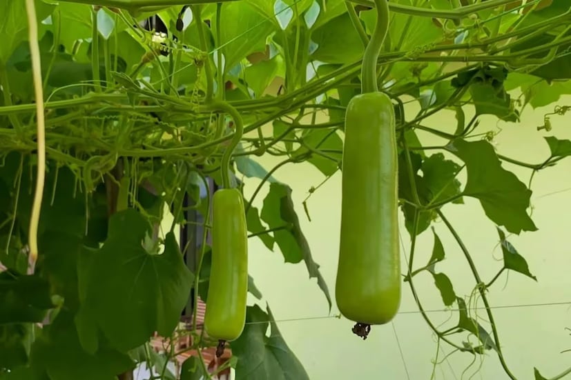 বেল এবং লাউ খাওয়ারামদেব বলেন, বেলের শরবত বা মোরব্বা এবং লাউয়ের রসও পেটের জন্য খুব ভাল। এগুলো অন্ত্র পরিষ্কার করে এবং পাচনতন্ত্রকে শক্তিশালী করে। বেল আইবিএস (ইরিটেবল বাওয়েল সিনড্রোম) এবং কোলাইটিসের মতো সমস্যায়ও উপশম করে। এমন পরিস্থিতিতে, আপনি এগুলি আপনার প্রতিদিনের খাদ্যতালিকায় অন্তর্ভুক্ত করতে পারেন।