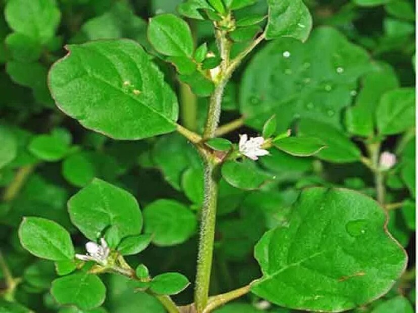 এর জন্য ২০০ মিলি জলে আধ চা চামচ গুলঞ্চ এবং আধ চা চামচ পুনর্নবা শাক ফুটিয়ে নিন। অর্ধেক জল বাকি থাকলে, তা ছেঁকে পান করুন। এই মিশ্রণ কিডনি এবং লিভার পরিষ্কার করে। এছাড়াও, পুষ্টিবিদরা রাতে ঘুমানোর আগে হলুদ মেশানো হাল্কা গরম জল পান করার পরামর্শ দেন। 