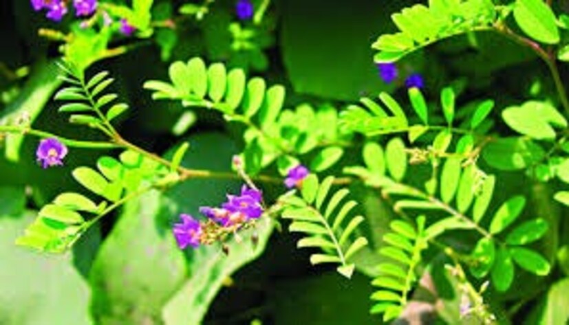 একটি ছোট ঝোপঝাড়যুক্ত উদ্ভিদ, সাধারণত ৩০ থেকে ৬০ সেমি উচ্চতার। এর শাখা-প্রশাখা প্রায়শই ছড়িয়ে থাকে। এর পাতা হালকা সবুজ এবং ছোট, যা সূক্ষ্মভাবে কাটা দেখায়। একই সাথে, এর ফুল গোলাপি, বেগুনি বা লাল-বেগুনি রঙের হয় এবং ছোট ছোট গুচ্ছ আকারে ফোটে। সাদা ফুলের একটি প্রজাতিও রয়েছে। ফুল ফোটার পর, এটি ছোট, সোজা শুঁটি তৈরি করে, যার মধ্যে ছোট বীজ থাকে।