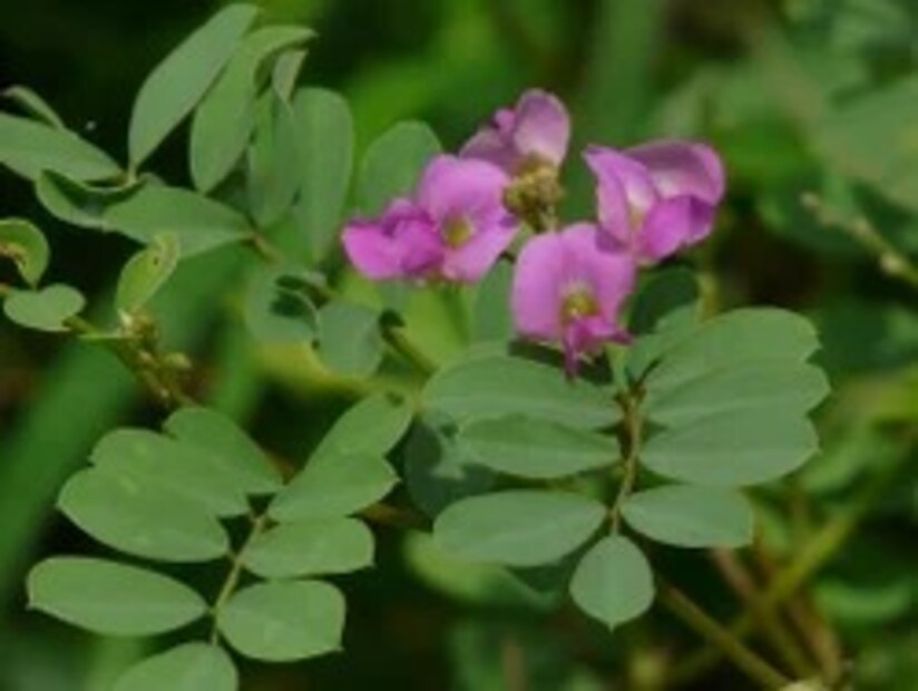 এটি প্রয়োজনীয় পরিমাণে এবং ডাক্তারের তত্ত্বাবধানে ব্যবহার করা উচিত। এটি রক্ত পরিশোধনে সাহায্য করে, যা ত্বক এবং শরীরের অন্যান্য অংশের জন্য উপকারী।