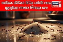 চিনির কৌটো বা বয়ামে ফেলে দিন ‘এটা’! এক তুড়িতে সুড়সুড়িয়ে লাইন দিয়ে পালাবে পিঁপড়ের দল!