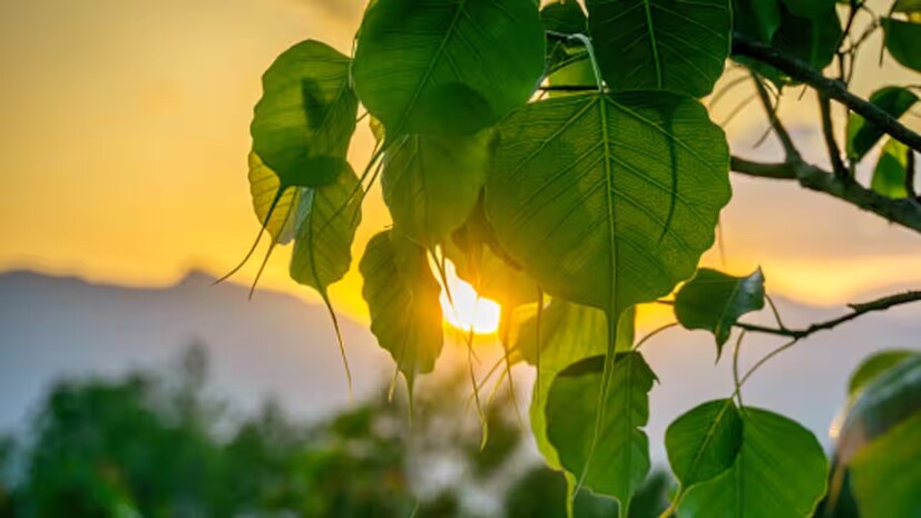 আষাঢ় সংক্রান্তির দিন অশ্বত্থ গাছের নীচে ঘিয়ের প্রদীপ প্রজ্বলন করুন৷ তার পর সাত বার গাছটিকে প্রদক্ষিণ করে সংসারের মঙ্গল কামনা করুন৷