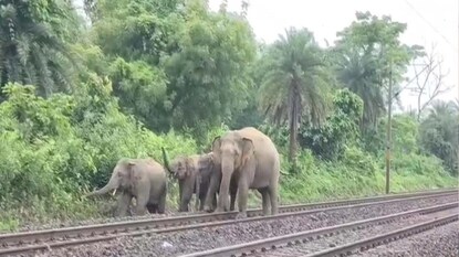 সঙ্গীরা মারা যেতে তাঁর খোঁজে রেললাইনে গজরাজ সঙ্গীরা মারা যেতে তাঁর খোঁজে রেললাইনে গজরাজ