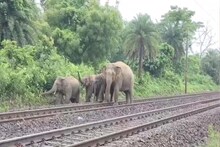 ট্রেনের ধাক্কায় হাতি মৃত্যু, রেললাইনে সঙ্গীদের খোঁজে গজরাজ