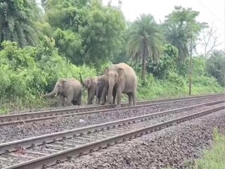 সঙ্গীরা মারা যেতে তাঁর খোঁজে রেললাইনে গজরাজ