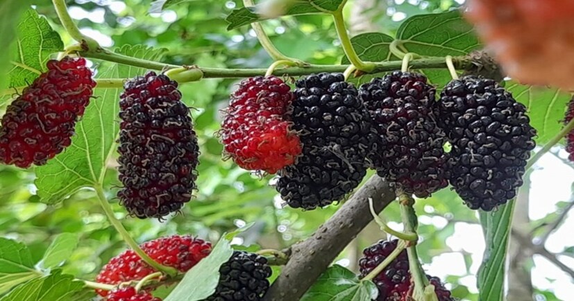  ব্ল্যাকবেরি-সহ বেরিজাতীয় ফলের ঝোপের মতো গাছ এবং গুল্মগুলি ছোট প্রাণী, পাখি এবং কীটপতঙ্গকে আকর্ষণ করে যা সাপ শিকার করে। এই ঝোপঝাড়ের ঘন এবং কাঁটাযুক্ত প্রকৃতিও সাপের জন্য চমৎকার আশ্রয় দেয়।