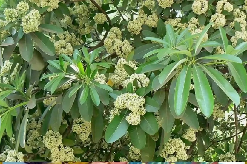 বাড়িতে ছাতিম, জুঁই, বেল, হাস্নুহানার মতো তীব্র অথচ মিষ্টি গন্ধের ফুলের গাছ থাকলেও আসতে পারে সাপ৷