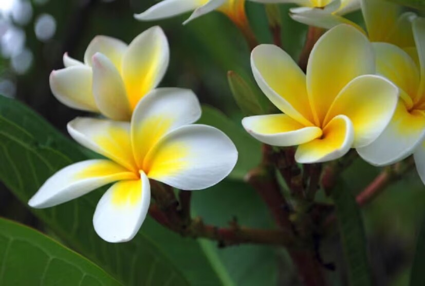 শিবের পুজোয় সাদা ফুল উৎসর্গ করা হয়৷ কিন্তু তা হলেও কেতকী, চাঁপা ফুলের মতো ফুল নিবেদন করবেন না দেবাদিবে মহাদেবের পুজোয়৷ (Disclaimer: এই প্রতিবেদনটি কেবলমাত্র সাধারণ তথ্যের জন্য, তাই বিস্তারিত জানতে হলে সর্বদা বিশেষজ্ঞের পরামর্শ নিন।)(সব ছবি-নেটমাধ্যম)
