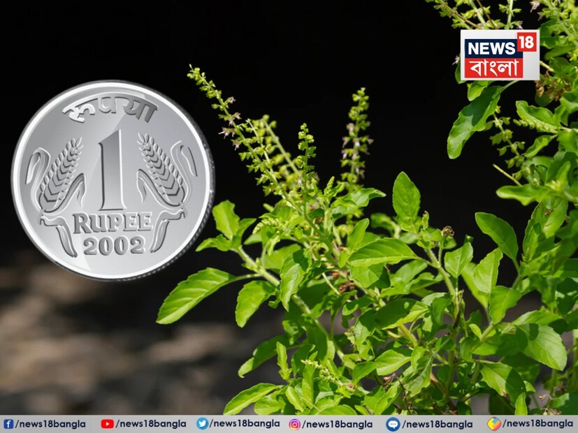 *হিন্দু ঐতিহ্যে তুলসী গাছের একটি বিশেষ স্থান রয়েছে। প্রবীণরা বলেন, বাড়িতে তুলসী গাছ রাখলে সৌভাগ্য বয়ে আনবে। এটি শুধু একটি উদ্ভিদ নয়, এটি দেবী লক্ষ্মীর অবতার হিসাবে পূজিত হয়। তুলসীকে ভগবান বিষ্ণুর সবচেয়ে প্রিয় বলে মনে করা হয়। তাই তো বলা হয় প্রতিদিন তুলসীর পুজো করে প্রদীপ জ্বালানো অত্যন্ত শুভ। তুলসী গাছের সঙ্গে কিছু বিশেষ আচারও রয়েছে। এর মধ্যে একটি হলো গাছ লাগানোর সময় মাটির গোড়ায় এক টাকার মুদ্রা বা একটি রুপো ও তামার মুদ্রা পুঁতে ফেলা।