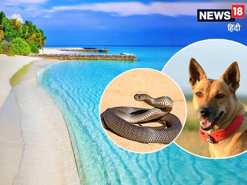 তবে শুধু সাপ নয়। লাক্ষাদ্বীপ এমন একটি জায়গা যেখানে কুকুরও দেখতে পাওয়া যায় না। লাক্ষাদ্বীপ প্রশাসন রাজ্যটিকে সাপ ও কুকুর মুক্ত রাখার জন্য নিরন্তর চেষ্টা করে আসছে।