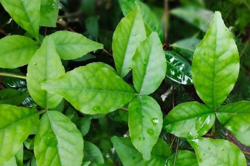 ত্বককে দাগহীন করতে সহায়ক - বেলপাতা খাওয়া ত্বকের জন্যও অত্যন্ত উপকারী। এর অ্যান্টিঅক্সিডেন্ট এবং প্রদাহ-বিরোধী বৈশিষ্ট্য ত্বকের রঙ উন্নত করতে সাহায্য করে। এটি ব্রণ এবং দাগ কমাতেও সহায়ক। বেলপাতা পাতা চিবিয়ে খেলে ত্বক ভেতর থেকে পরিষ্কার হয় এবং সুস্থ থাকে।