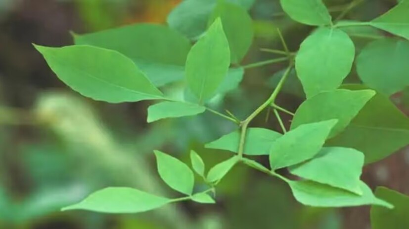  আয়ুর্বেদ বিশেষজ্ঞ দীক্ষা ভাভসরের মতে, বেলপাতা খাওয়ার পদ্ধতি বেশ সহজ। সকালে খালি পেটে এটি চিবানো সবচেয়ে উপকারী বলে মনে করা হয়। আপনি তাজা বেলপাতা ভাল করে ধুয়ে সরাসরি চিবিয়ে খেতে পারেন। যদি তাজা বেলপাতা খাওয়া কঠিন হয়, তাহলে আপনি এর শুকনো পাতা পিষে গুঁড়ো করে জলের সাথে খেতে পারেন। 