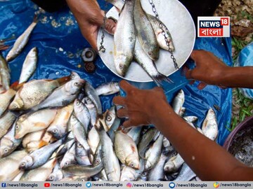 বাঁচতে চান...? বর্ষায় ভুলেও খাবেন না এই 'মাছ'! শরীরে ডেকে আনবে ডায়রিয়া, টাইফয়েডের 'বীজ'!