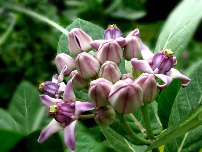 আকন্দ গাছ তার সাদা দুধের মতো ল্যাটেক্স (দুধ) এর জন্য পরিচিত। যা বিষাক্ত। তবে, ঐতিহ্যবাহী চিকিৎসায় এটি সাবধানে ব্যবহার করা হয়। এর পাতা ঘন এবং ফুল সাদা বা হালকা বেগুনি রঙের। আকন্দ গাছের ডাল ভেঙে গেলে সাদা দুধ বের হয়। গ্রামে সাপের কামড়ে কাটা স্থানে আকন্দ গাছের দুধের কয়েক ফোঁটা প্রয়োগ করেন। বিশ্বাস করা হয় যে এই দুধ বিষের ছড়িয়ে পড়া রোধে সাহায্য করে।