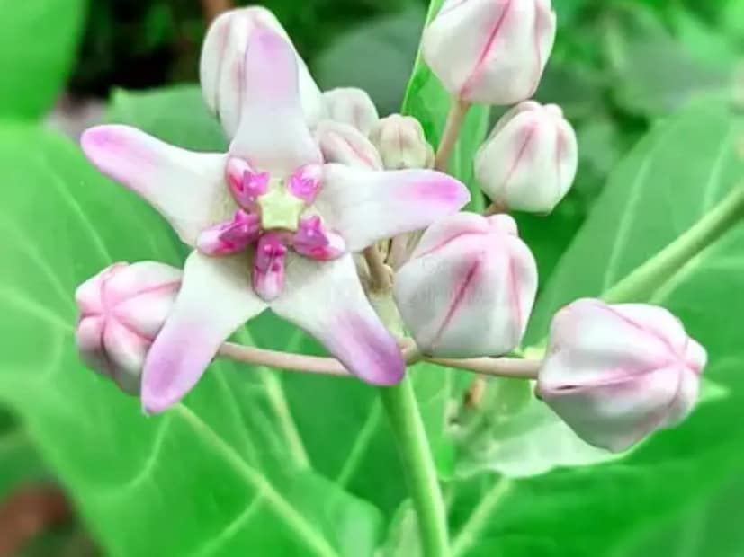 তবে, এটি একটি অত্যন্ত বিতর্কিত এবং বিপজ্জনক পদ্ধতি কারণ আকন্দর দুধ নিজেই ত্বকে জ্বালাপোড়া সৃষ্টি করতে পারে এবং ভিতরে গ্রহণ করলে এটি অত্যন্ত বিষাক্ত। কিছু জায়গায় পাতা গরম করা হয় বা গুঁড়ো করা হয় এবং কাটা জায়গায় পেস্ট হিসাবে বেঁধে দেওয়া হয়, যা বিষ বের করে দেয় বলে বিশ্বাস করা হয়। 
