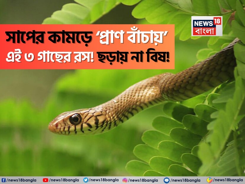 বর্ষাকালে সাপের আক্রমণের ঝুঁকি অনেক বেশি থাকে। বিশেষ করে গ্রামাঞ্চলে সাপের কামড়ের ঘটনা বেড়ে যায়। দুর্ভাগ্যবশত, তাৎক্ষণিক এবং আধুনিক চিকিৎসা সুবিধা সর্বত্র পাওয়া যায় না। এমন পরিস্থিতিতে, শতাব্দী ধরে ব্যবহৃত কিছু ঐতিহ্যবাহী এবং দেশীয় ভেষজ জীবন রক্ষাকারী প্রমাণিত হতে পারে। আয়ুর্বেদের এমডি ডঃ শঙ্কর প্রসাদ বৈশ্য বলেন যে এই পদ্ধতিগুলি শুধুমাত্র প্রাথমিক চিকিৎসার জন্য অথবা তাৎক্ষণিক চিকিৎসা সহায়তা না পাওয়া পর্যন্ত।