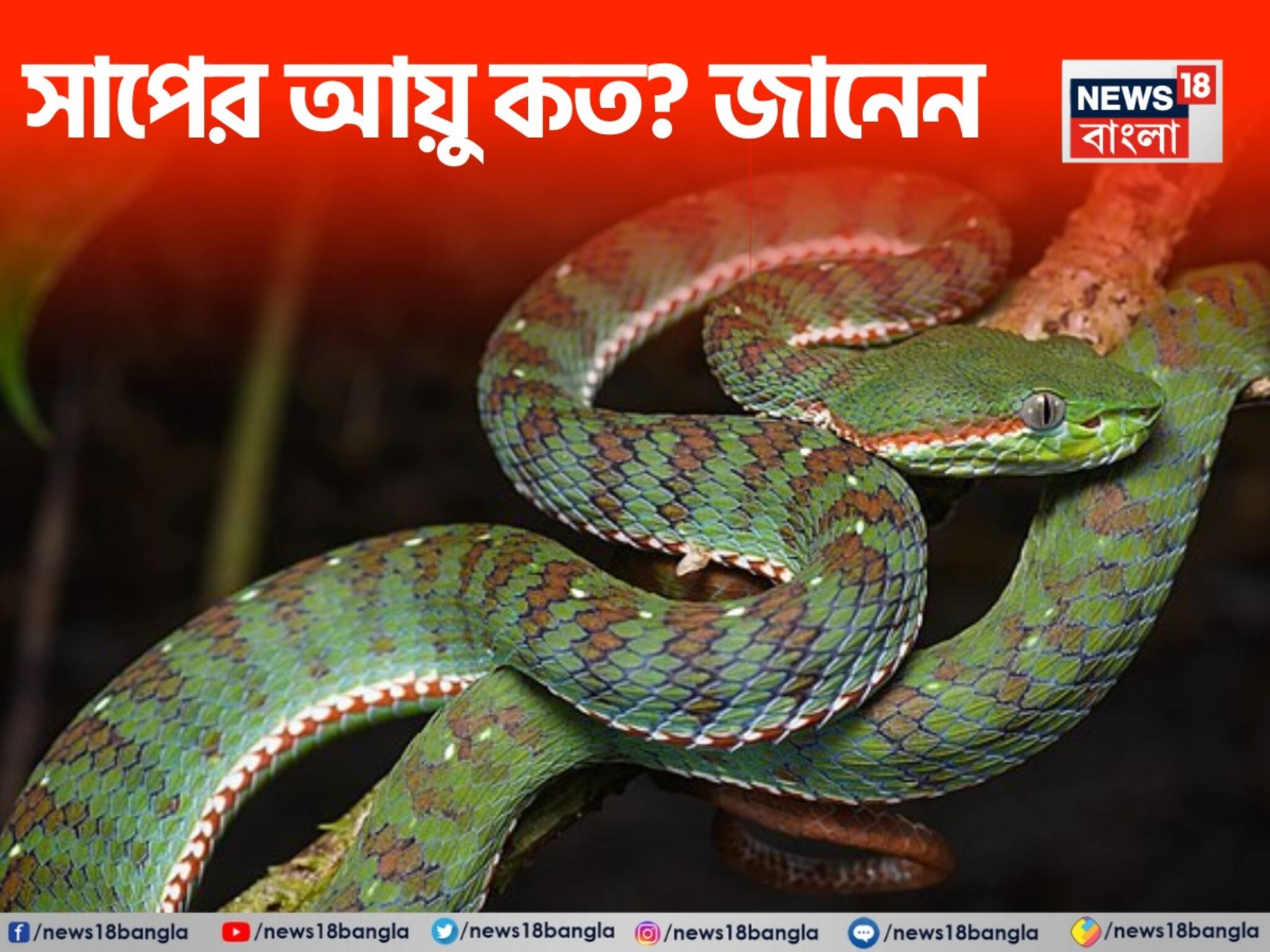 GK: সাপের সর্বোচ্চ বয়স কত জানেন? একটা বিষধর ঠিক কত বছর বাঁচে? জানলে পায়ের তলা থেকে মাটি সরে যাবে